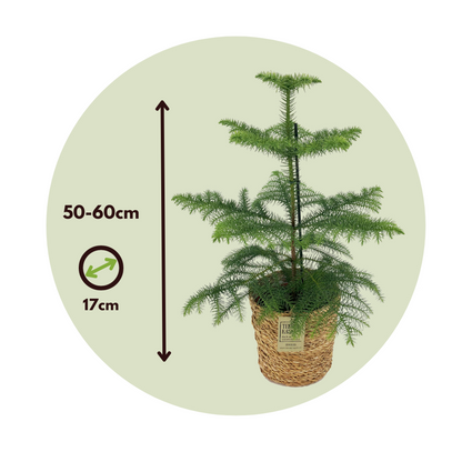 Other Green Houseplants Norfolktanne - Araucaria Heterophylla - Höhe 50-60Cm - ⌀17Cm 