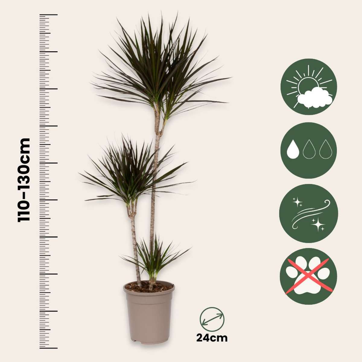 Dracaena Drachenbaum - Dracaena Marginata - Höhe 110-130Cm - ⌀24Cm 