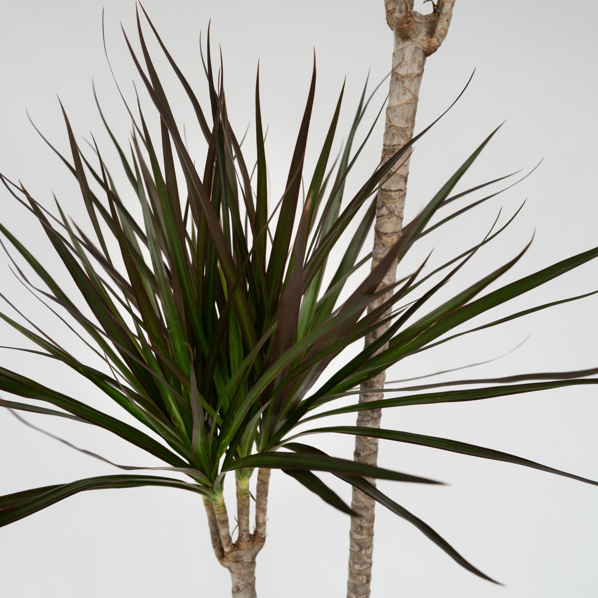 Dracaena Drachenbaum - Dracaena Marginata - Höhe 110-130Cm - ⌀24Cm 