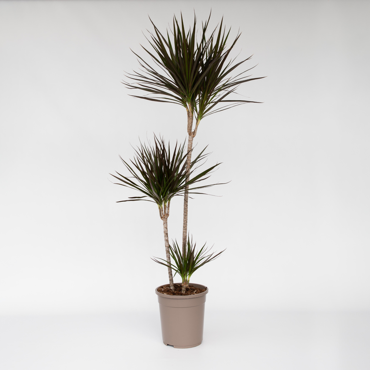Dracaena Drachenbaum - Dracaena Marginata - Höhe 110-130Cm - ⌀24Cm 
