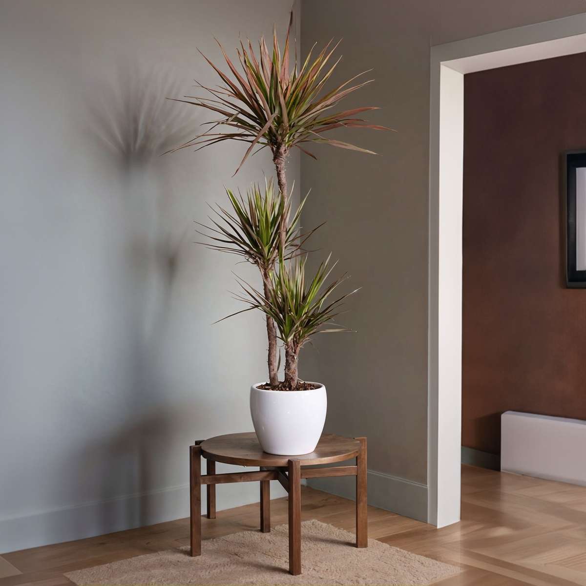 Dracaena Drachenbaum - Dracaena Marginata 'Magenta' - Höhe 110-130Cm - ⌀24Cm 