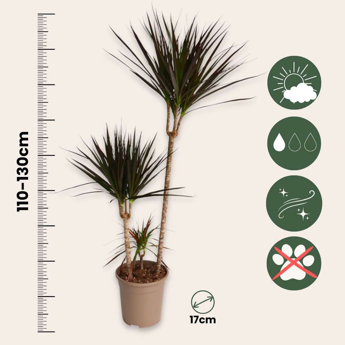 Dracaena Drachenbaum - Dracaena Marginata 'Magenta' - Höhe 110-130Cm - ⌀24Cm 