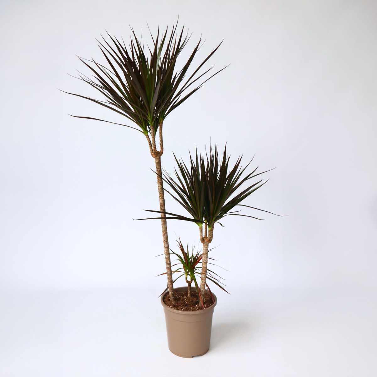 Dracaena Drachenbaum - Dracaena Marginata 'Magenta' - Höhe 110-130Cm - ⌀24Cm 