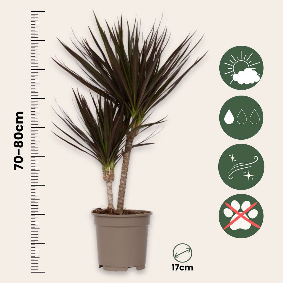 Dracaena Drachenbaum - 2 Stk - Dracaena Marginata 'Magenta' - Höhe 70-80Cm - ⌀17Cm 