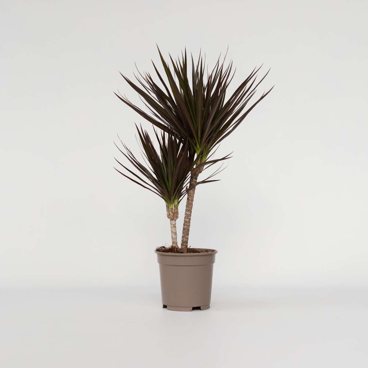 Dracaena Drachenbaum - Dracaena Marginata 'Magenta' - Höhe 70-80Cm - ⌀17Cm 