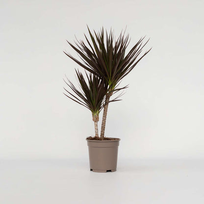 Dracaena Drachenbaum - Dracaena Marginata 'Magenta' - Höhe 70-80Cm - ⌀17Cm 