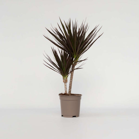 Dracaena Drachenbaum - Dracaena Marginata 'Magenta' - Höhe 70-80Cm - ⌀17Cm 