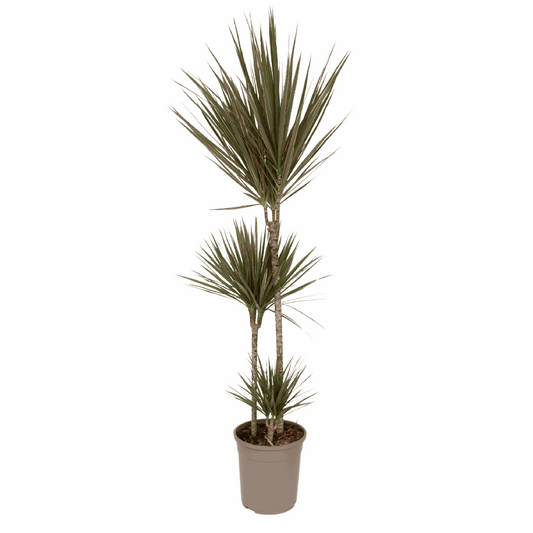 Dracaena Drachenbaum - Dracaena Marginata 'Bicolor' - Höhe 110-130Cm - ⌀24Cm 