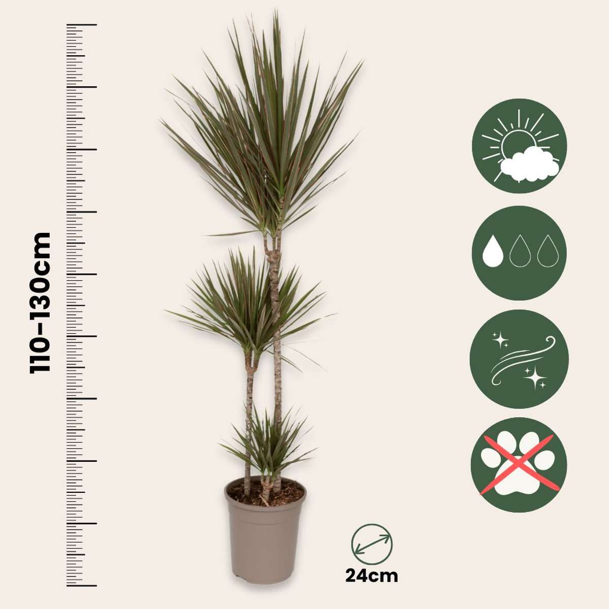 Dracaena Drachenbaum - Dracaena Marginata 'Bicolor' - Höhe 110-130Cm - ⌀24Cm 