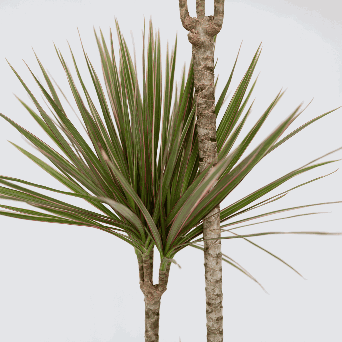 Dracaena Drachenbaum - Dracaena Marginata 'Bicolor' - Höhe 110-130Cm - ⌀24Cm 