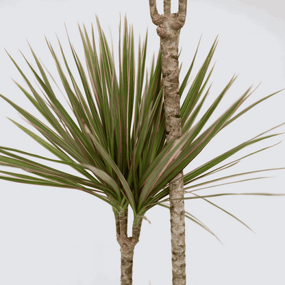 Dracaena Drachenbaum - Dracaena Marginata 'Bicolor' - Höhe 110-130Cm - ⌀24Cm 