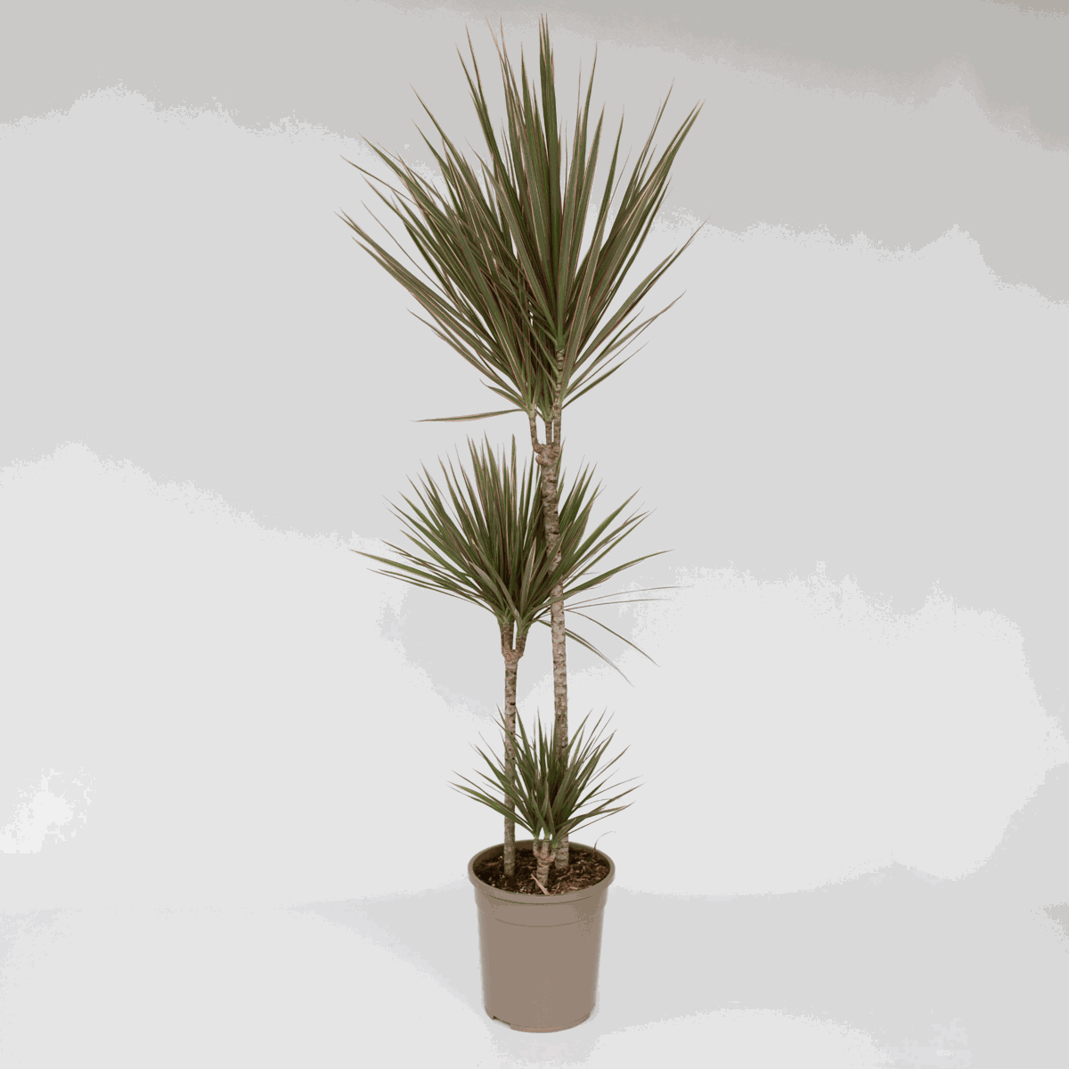Dracaena Drachenbaum - Dracaena Marginata 'Bicolor' - Höhe 110-130Cm - ⌀24Cm 