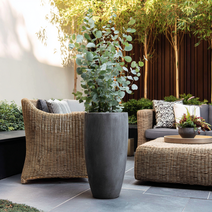 Eucalyptus Eukalyptus - 2 Stk - Eucalyptus Cinerea 'Silver Dollar' - Höhe 90-110Cm - ⌀19Cm 