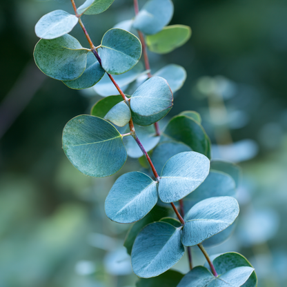 Eucalyptus Eukalyptus - Eucalyptus Cinerea 'Silver Dollar' - Höhe 90-110Cm - ⌀19Cm 
