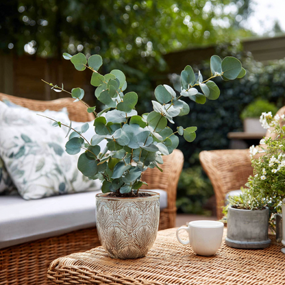 Eucalyptus Eukalyptus - Eucalyptus Cinerea 'Silver Dollar' - Höhe 90-110Cm - ⌀19Cm 