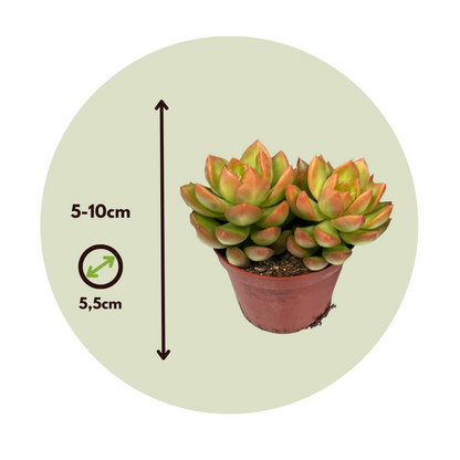 Succulents Mini-Sukkulenten - 12 Stk - Succulent Mix - Höhe 5-10Cm - ⌀6Cm 