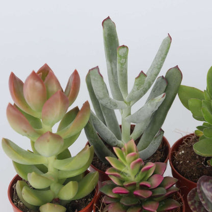 Succulents Mini-Sukkulenten - 12 Stk - Succulent Mix - Höhe 5-10Cm - ⌀6Cm 