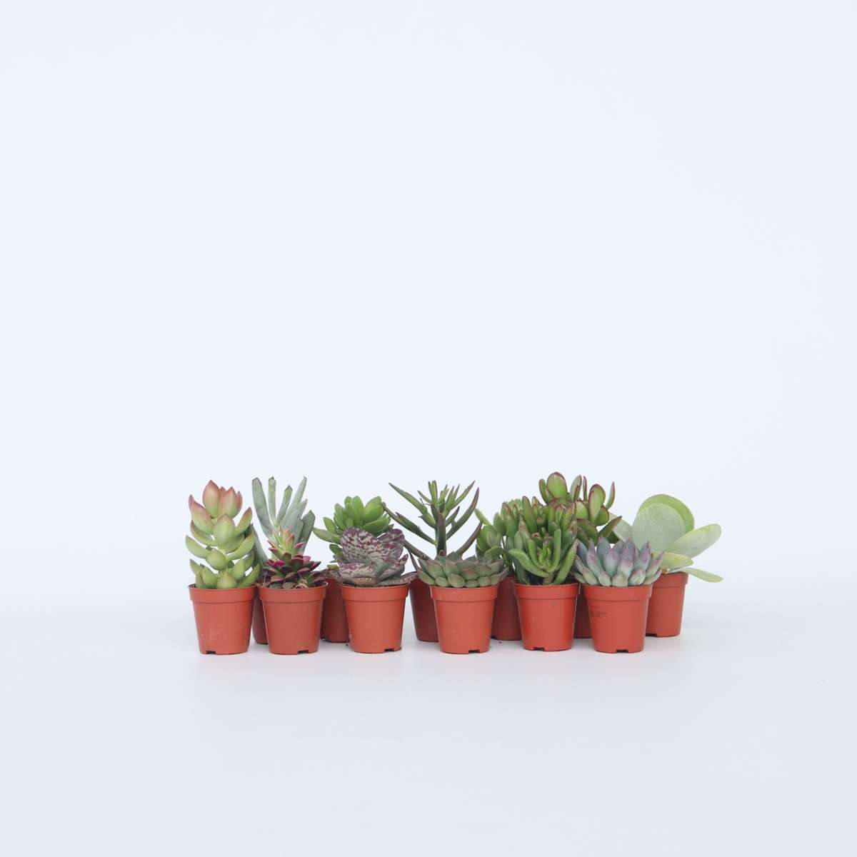 Succulents Mini-Sukkulenten - 12 Stk - Succulent Mix - Höhe 5-10Cm - ⌀6Cm 
