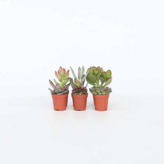 Succulents Mini-Sukkulenten - 6 Stk - Succulent Mix - Höhe 5-10Cm - ⌀6Cm 