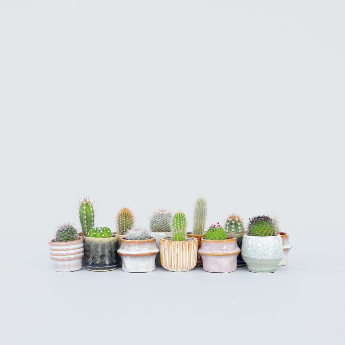Cactus Mini Kakteen - 12 Stk - Cactus - Höhe 5-10Cm - ⌀6Cm 
