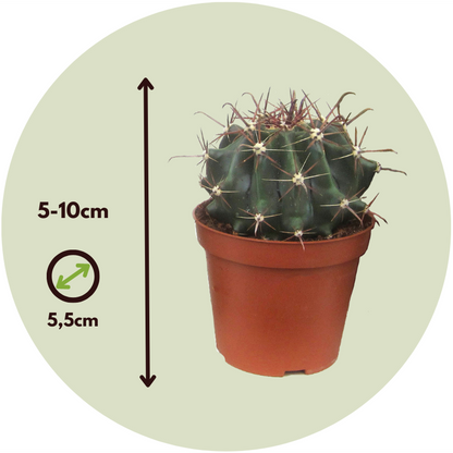 Cactus Mini Kakteen - 12 Stk - Cactus - Höhe 5-10Cm - ⌀6Cm 