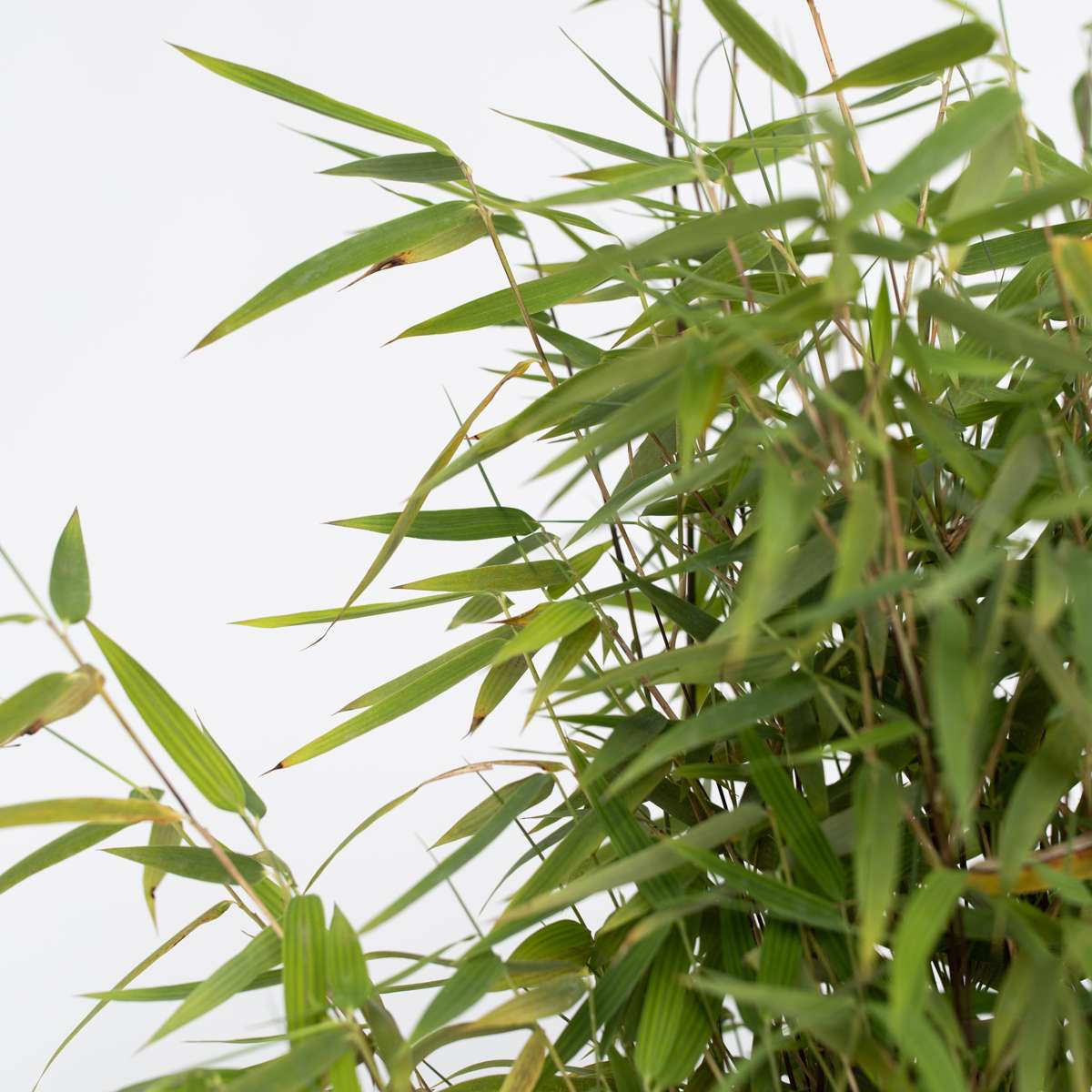 Bamboo Shrubs Bambus - 4 Stk - Fargesia Nitida 'Red Dragon' - Höhe 60-80Cm - ⌀17Cm 