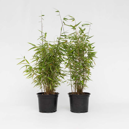 Bamboo Shrubs Bambus - 4 Stk - Fargesia Nitida 'Red Dragon' - Höhe 60-80Cm - ⌀17Cm 