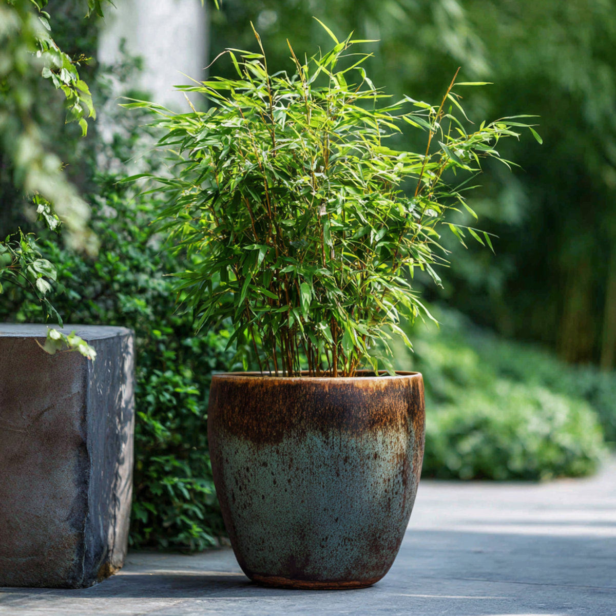 Bamboo Shrubs Bambus - 4 Stk - Fargesia Nitida 'Red Dragon' - Höhe 60-80Cm - ⌀17Cm 