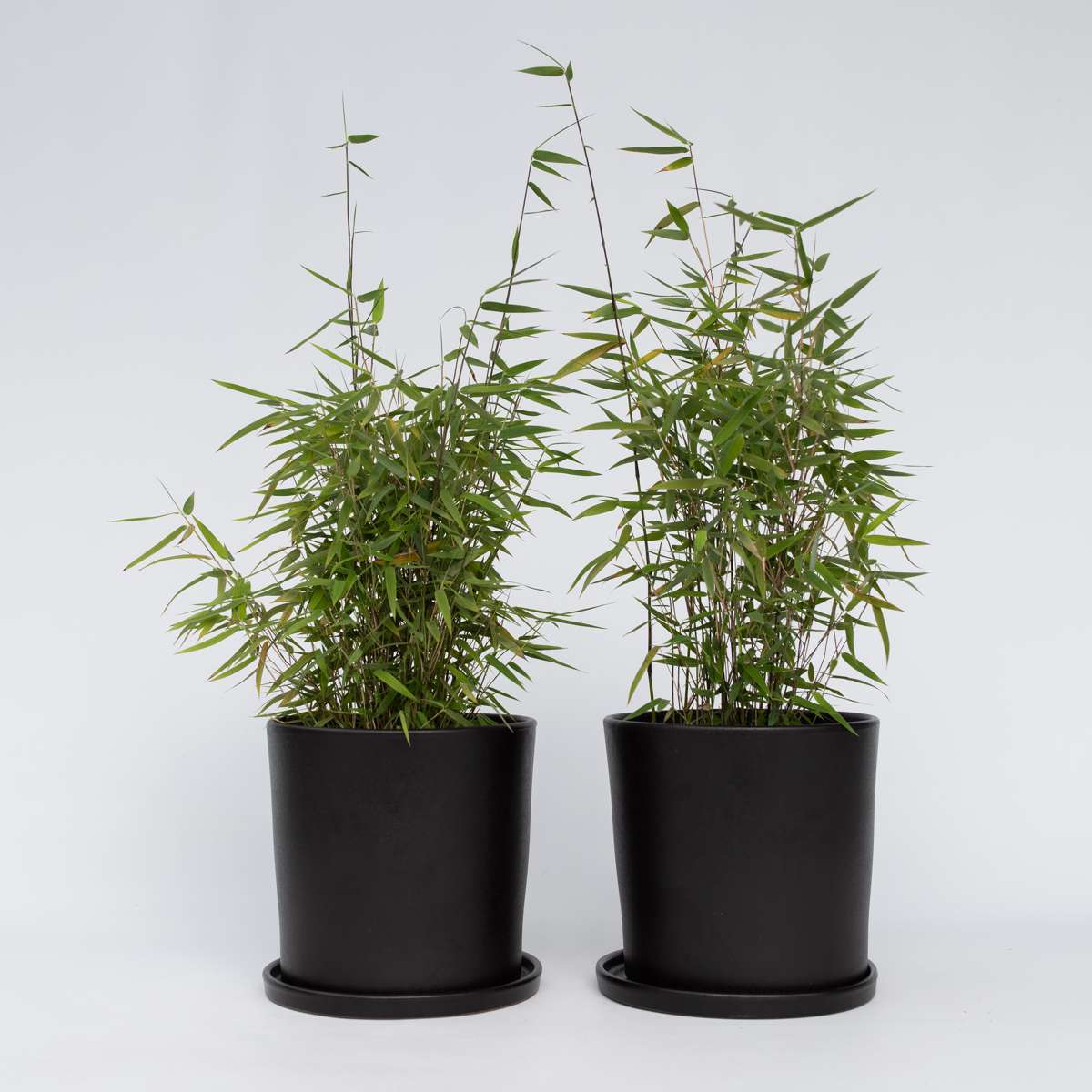 Bamboo Shrubs Bambus - 2 Stk - Fargesia Nitida 'Red Dragon' - Höhe 60-80Cm - ⌀17Cm 