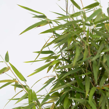 Bamboo Shrubs Bambus - 2 Stk - Fargesia Nitida 'Red Dragon' - Höhe 60-80Cm - ⌀17Cm 