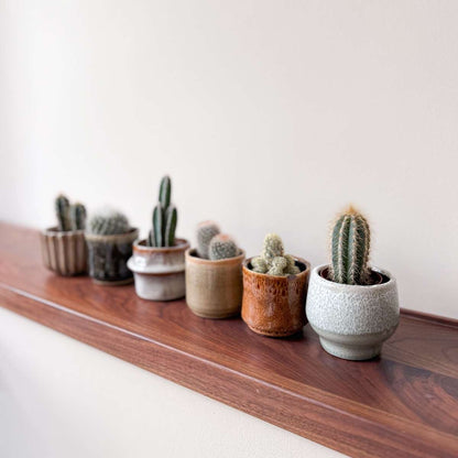 Cactus Mini Kakteen - 6 Stk - Cactus - Höhe 5-10Cm - ⌀6Cm 