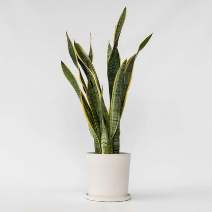 Sansevieria Bogenhanf - Sansevieria Trifasciata Laurentii - Höhe 65-75Cm - ⌀21Cm 