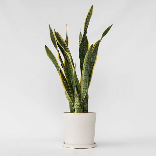 Sansevieria Bogenhanf - Sansevieria Trifasciata Laurentii - Höhe 65-75Cm - ⌀21Cm 