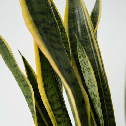 Sansevieria Bogenhanf - Sansevieria Trifasciata Laurentii - Höhe 65-75Cm - ⌀21Cm 