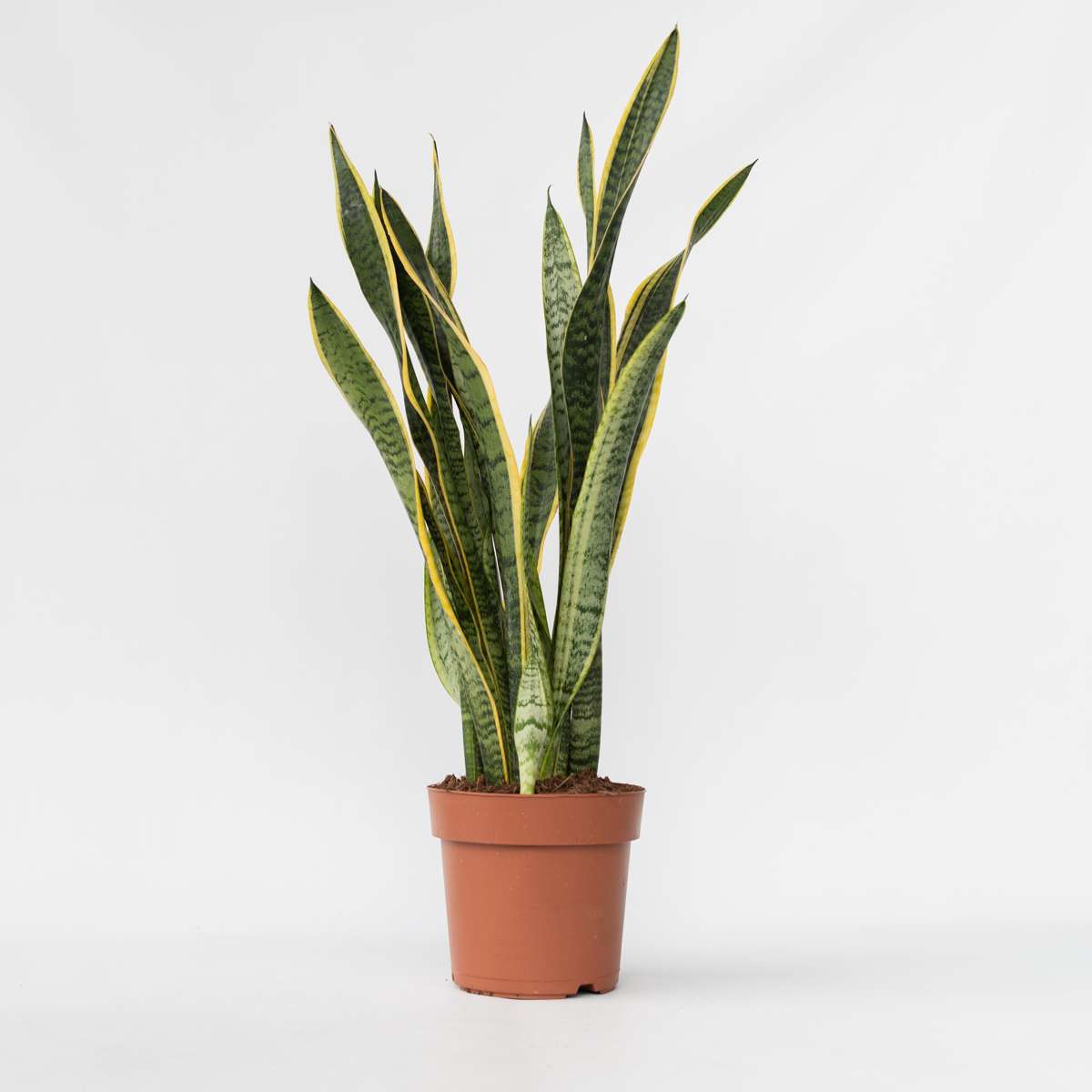 Sansevieria Bogenhanf - Sansevieria Trifasciata Laurentii - Höhe 65-75Cm - ⌀21Cm 