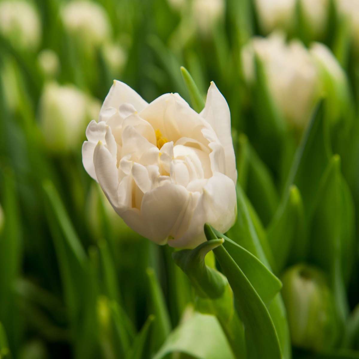Tulip Tulpenzwiebeln - 14 Stk - Tulipa 'Northcap' - Blumenzwiebeln - Gelb 