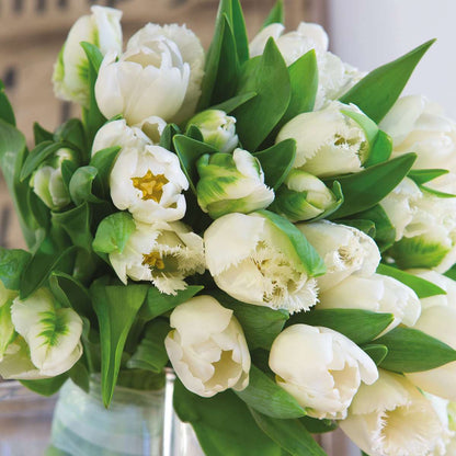 Tulip Tulpenzwiebeln - 14 Stk - Tulipa 'Northcap' - Blumenzwiebeln - Gelb 