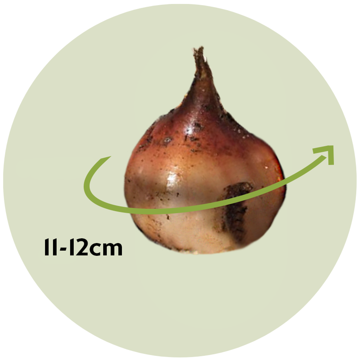 Tulip Tulpenzwiebeln - 14 Stk - Tulipa 'Avant Garde' - Blumenzwiebeln - Gelb 