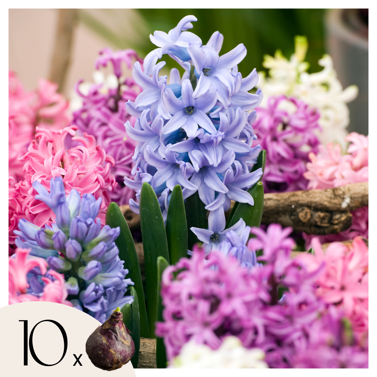 Hyacinth Hyazinthenzwiebeln - 10 Stk - Hyacinthus - Blumenzwiebeln - Mehrfarbig 