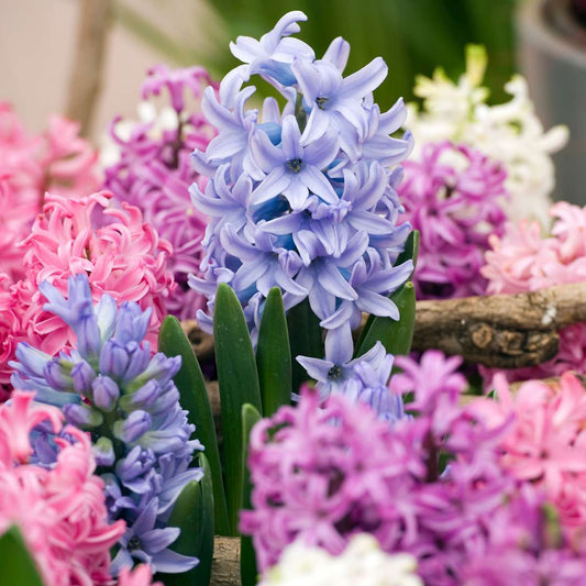 Hyacinth Hyazinthenzwiebeln - 10 Stk - Hyacinthus - Blumenzwiebeln - Mehrfarbig 