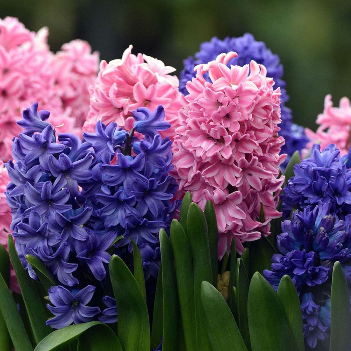 Hyacinth Hyazinthenzwiebeln - 10 Stk - Hyacinthus - Blumenzwiebeln - Mehrfarbig 