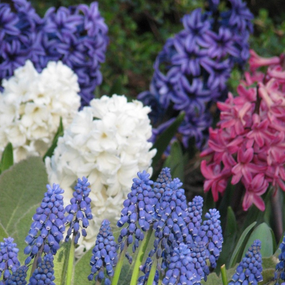 Hyacinth Hyazinthenzwiebeln - 10 Stk - Hyacinthus - Blumenzwiebeln - Mehrfarbig 
