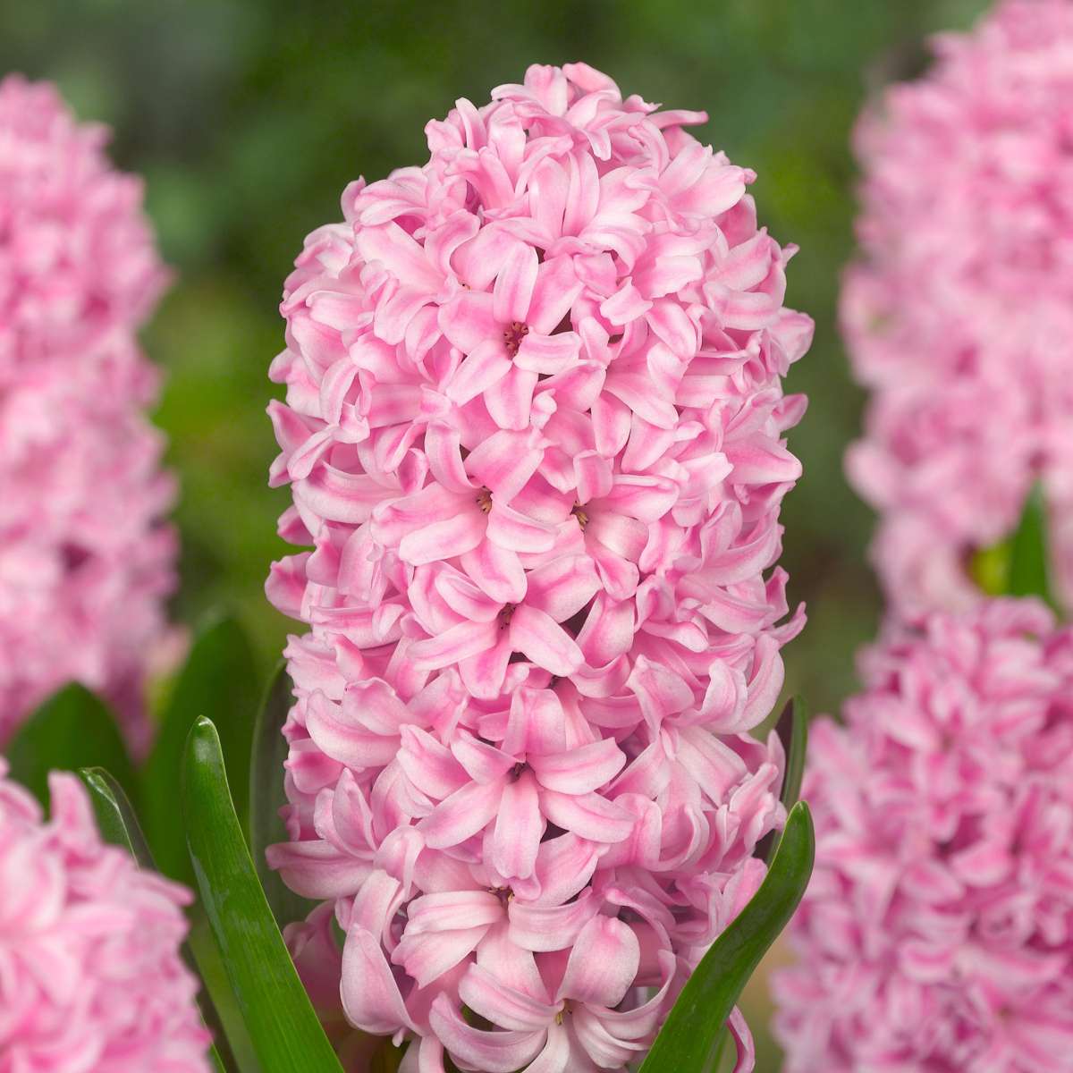 Hyacinth Hyazinthenzwiebeln - 10 Stk - Hyacinthus - Blumenzwiebeln - Mehrfarbig 