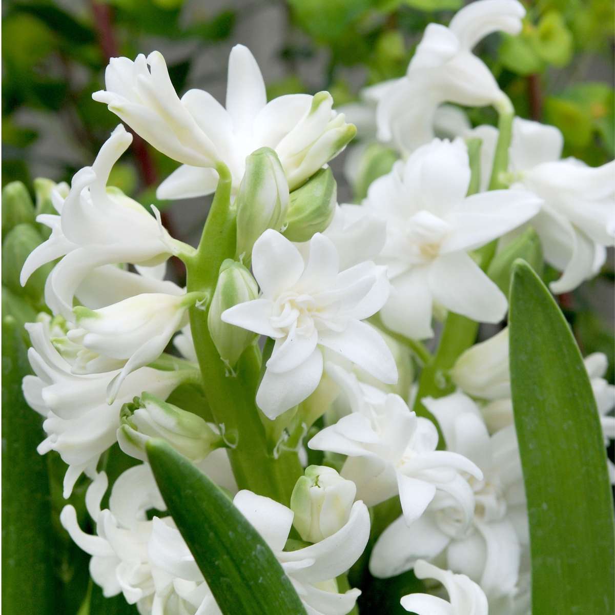 Hyacinth Hyazinthenzwiebeln - 10 Stk - Hyacinthus - Blumenzwiebeln - Mehrfarbig 