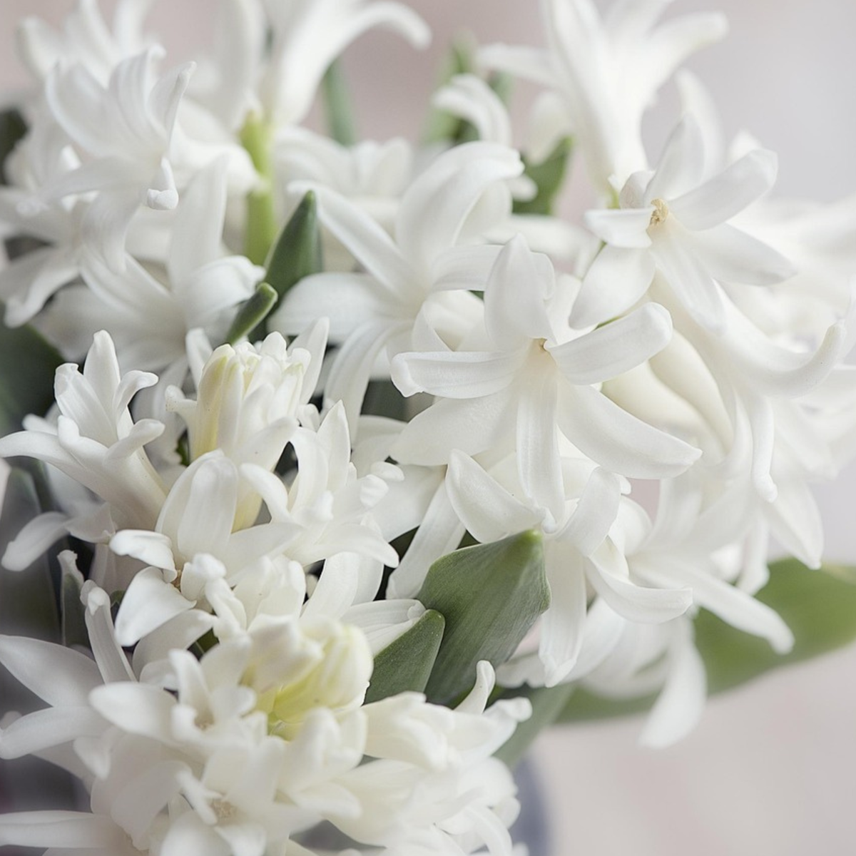 Hyacinth Hyazinthenzwiebeln - 20 Stk - Hyacinthus 'Carnegie' - Blumenzwiebeln - Weiß 