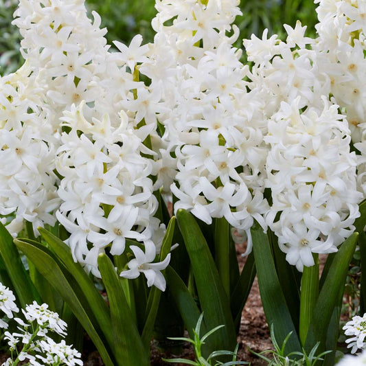 Hyacinth Hyazinthenzwiebeln - 10 Stk - Hyacinthus 'Carnegie' - Blumenzwiebeln - Weiß 