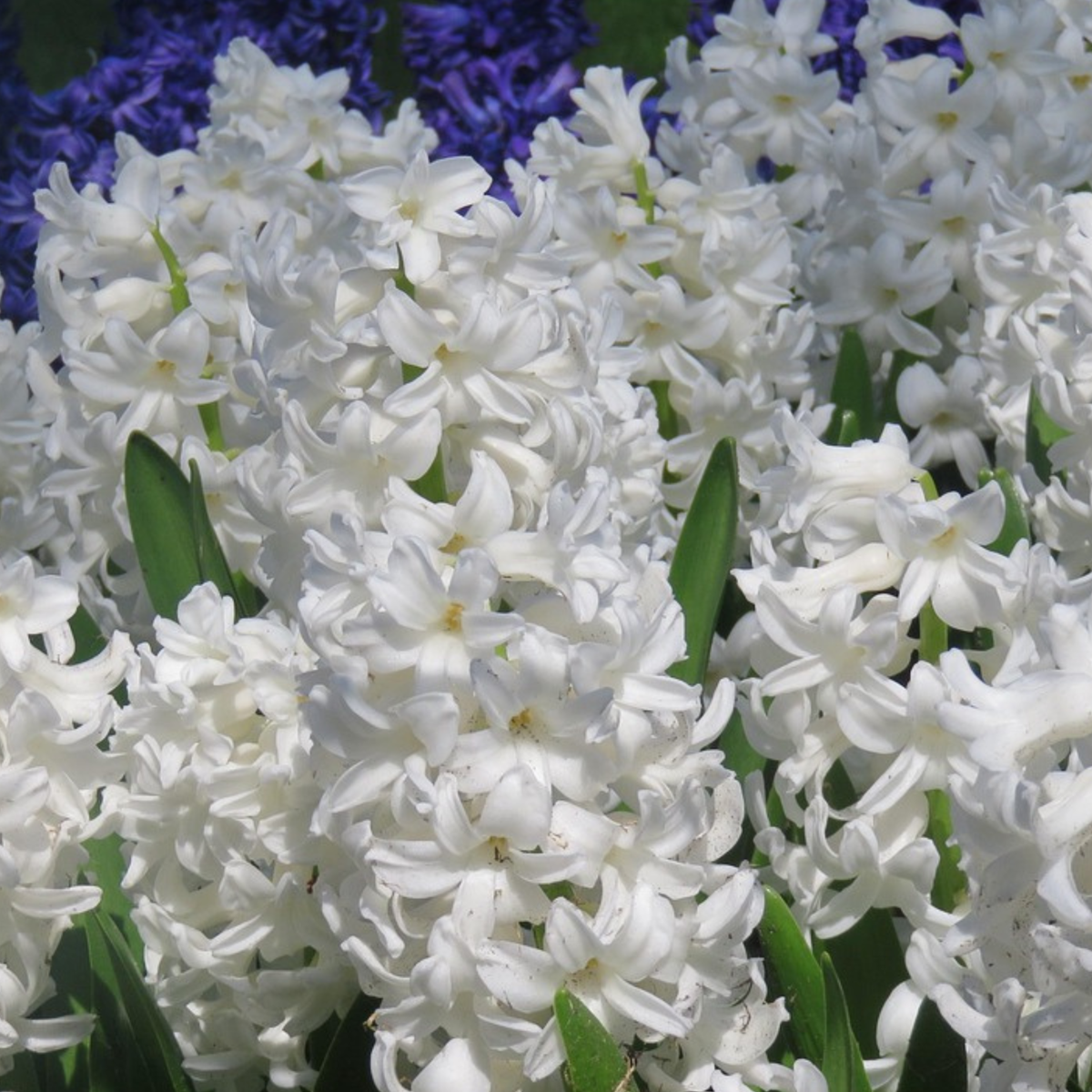 Hyacinth Hyazinthenzwiebeln - 10 Stk - Hyacinthus 'Carnegie' - Blumenzwiebeln - Weiß 
