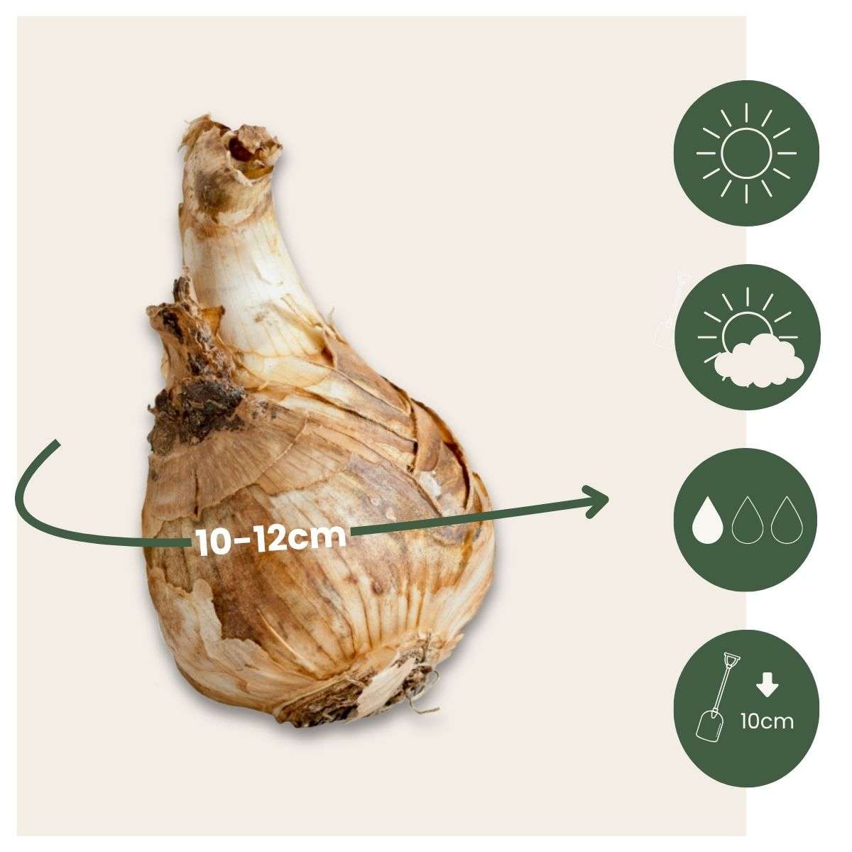 Daffodil Narzissenzwiebeln - 30 Stk - Narcissus 'Mount Hood' - Blumenzwiebeln - Weiß 