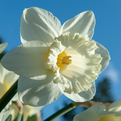 Daffodil Narzissenzwiebeln - 30 Stk - Narcissus 'Mount Hood' - Blumenzwiebeln - Weiß 