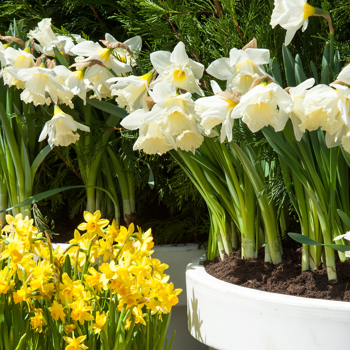 Daffodil Narzissenzwiebeln - 30 Stk - Narcissus 'Mount Hood' - Blumenzwiebeln - Weiß 